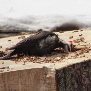 Meet your Posher, Janice